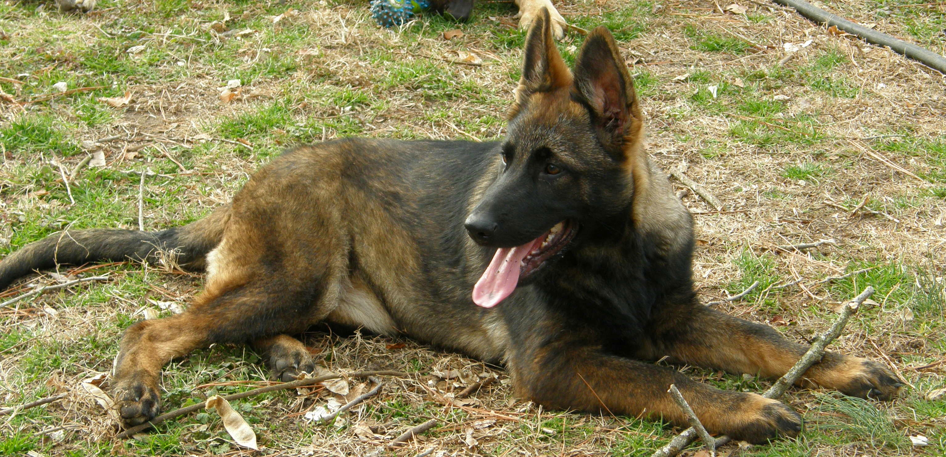 Newmanhaus Kennels Fayetteville NC